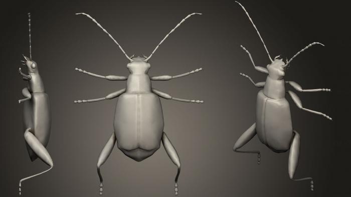 نموذج ثلاثي الأبعاد لآلة CNC الحشرات خنفساء الأوراق